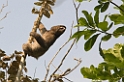 Brown-throated Three-toed Sloth